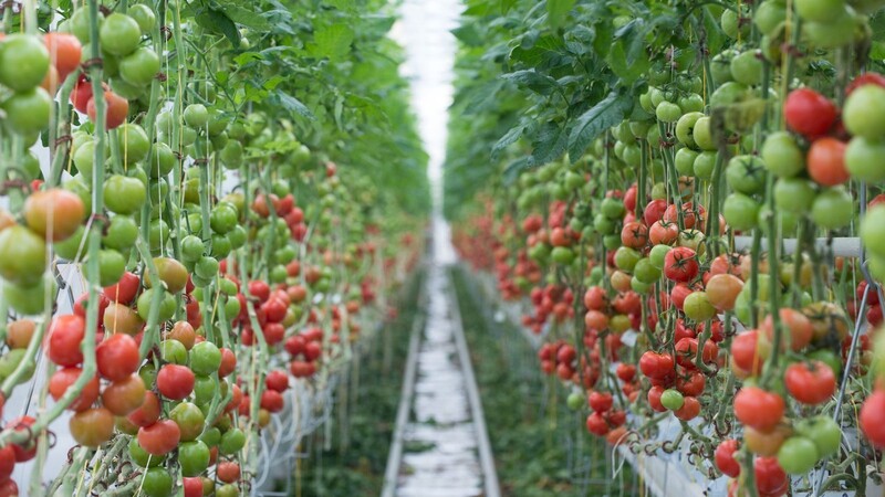 Tomaten wachsen in einem Gewächshaus.