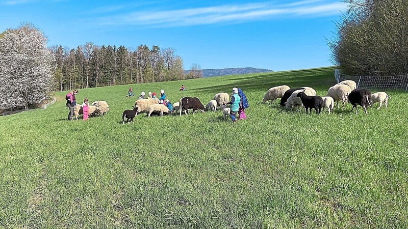 Mit großem Spaß viel über Nachhaltigkeit und Umwelt gelernt: Die "Pusteblume"-Kinder kümmerten sich um eine Schafherde und erhielten dafür die Auszeichnung "Öko-Kids".