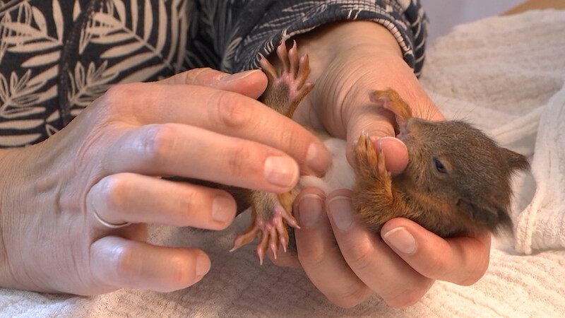 Vier Eichhörnchenbabys und ihre menschliche Pflegemama. Andrea Rothammer päppelt die Tiere bei sich in Barbing auf.