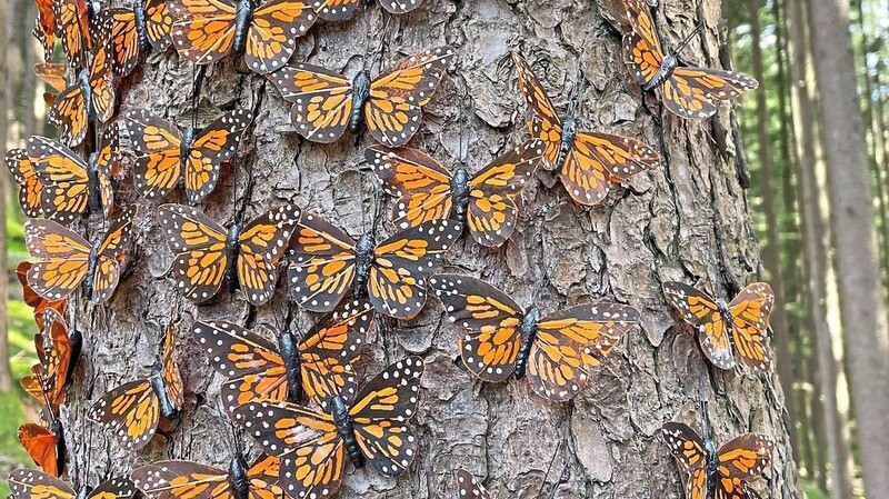Etwa 500 von Gastkünstler Voijtech Novák handgefertigte und bemalte Schmetterlinge "besuchen" diesen Baum in einem Waldstück am Baierweg.