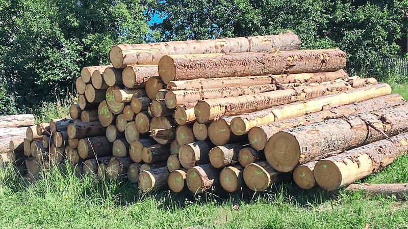 Für Holzpolter mit einem Abstand von 500 Metern zum nächsten Fichtenbestand kann gegebenenfalls eine staatliche Förderung beansprucht werden.