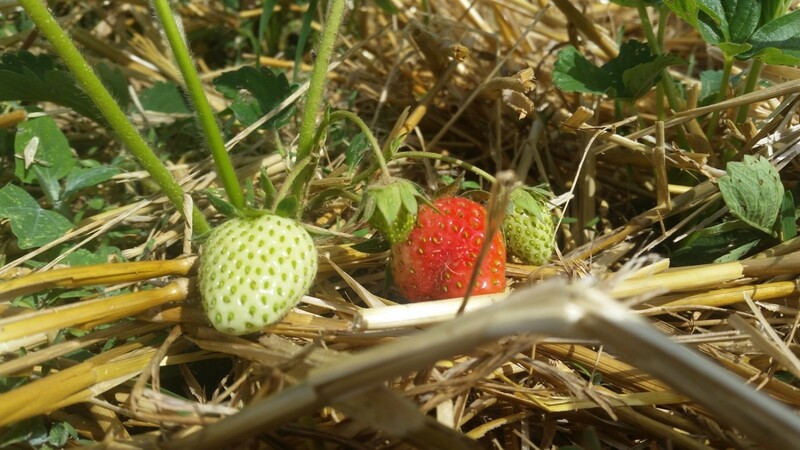 Einige Erdbeeren sind noch grün. Im Laufe der nächsten Woche werden allerdings die ersten Beeren auf den Feldern der Wimmers erntereif sein.