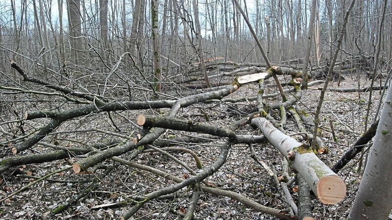 Zahllose Bäume fielen in den Isarauen dem Sturmtief "Sabine" zum Opfer. Für die heimische Tier- und Pflanzenwelt kann das sogenannte Totholz jedoch einen wichtigen Lebensraum darstellen.