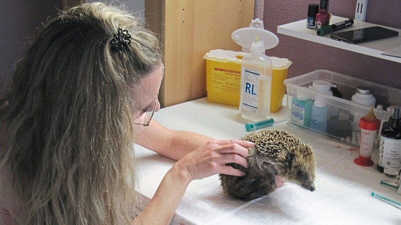 Die Tiere erhalten eine medizinische Grundversorgung.