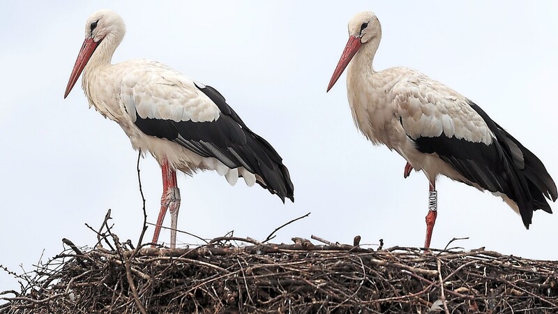 Die Altstörche haben ihre Nester wieder besetzt: ein Indiz, dass die Jungstörche den Vogelzug angetreten haben.