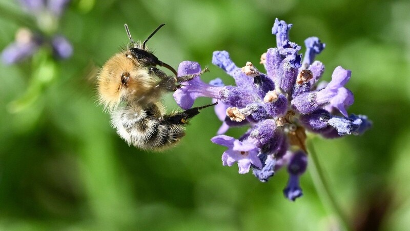 Eine Biene sammelt Nektar auf einer Lavendelblüte.