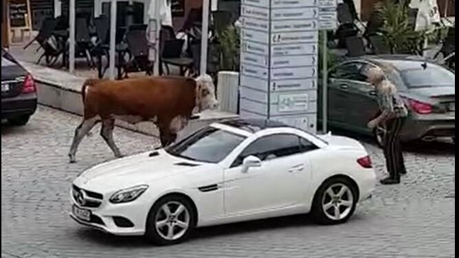 Ein Bild aus dem Video, das im Moment in den sozialen Medien die Runde macht: Das Rind war seinem Besitzer anscheinend durchgegangen.