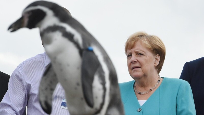 Der Besuch in Stralsund führt Angela Merkel auch ins Pinguingehege des Ozeanums.