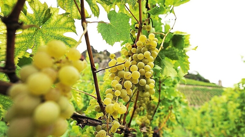 Weintrauben wachsen umso besser, wenn der Weinstock zuvor richtig geschnitten wird.