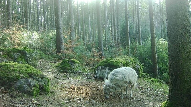 An einer Kirrung ging das Schaf in die Fotofalle. Eingefangen werden, konnte es bislang nicht.