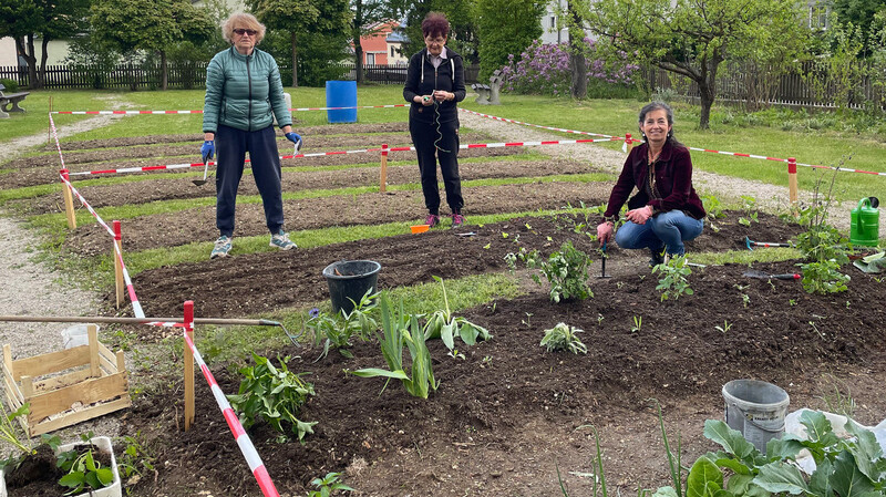 Beim Bepflanzen der Beete im Gemeinschaftsgarten: (von links) Sieglinde Arnold, Renate Kuntze und Irmgard Massinger.