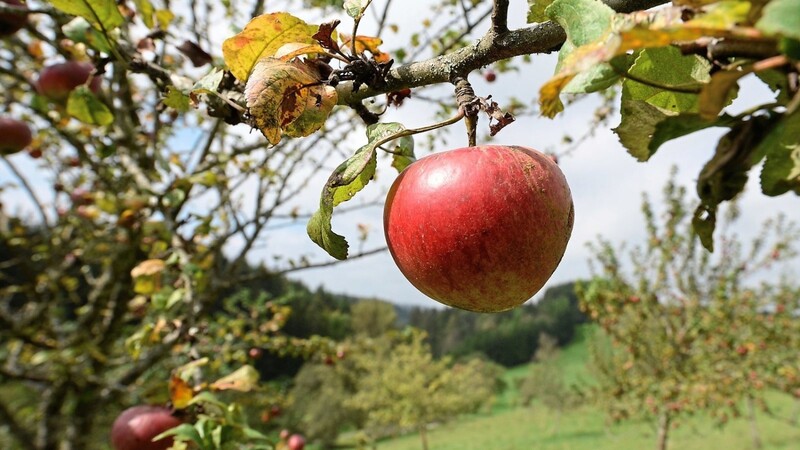 Ein reifer Apfel hängt an einem Streuobstbaum: Der Landkreis Regensburg kartiert seine Obstbaumbestände.