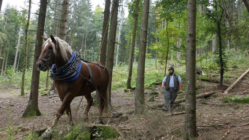 Voller Tatendrang ziehen Holzreißer Michael Fuchs und sein ausgebildetes Pferd die Stämme durch den Wald, als ob es Streichhölzer wären. Rund ein Drittel seines Eigengewichtes kann das Tier ziehen.