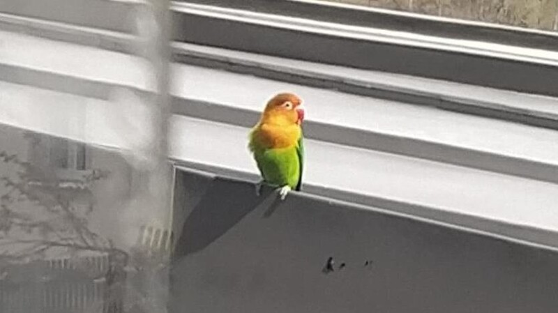 Am Mittwoch war ein Papagei zu Gast am Kinderkrankenhaus