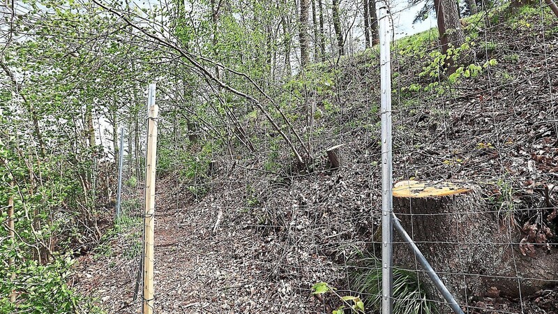 Ende 2020 fanden auf den Waldgrundstücken Rodungen statt, nun sind zwei der drei Parzellen eingezäunt. Nicht unbedingt notwendig, aber zulässig, heißt es dazu aus dem Forstamt.