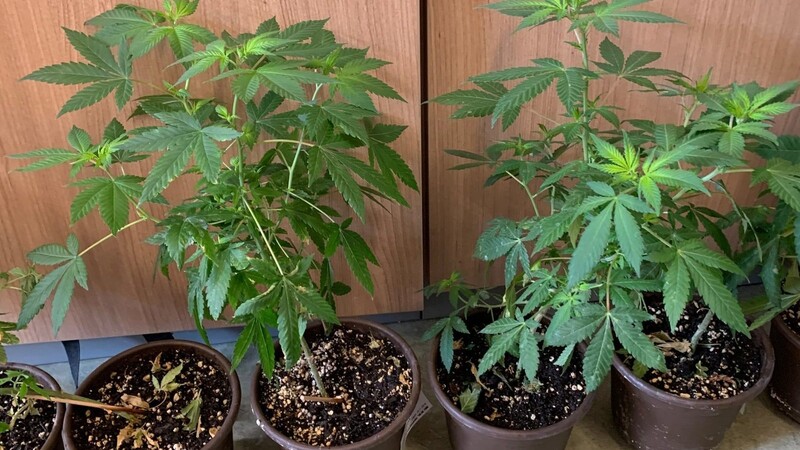 Gleich mehrere solcher Cannabispflanzen fand die Polizei im Zimmer eines 33-jährigen Mannes aus Saal an der Donau.
