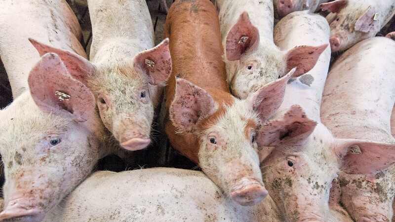 Es wird eng in den Schweineställen: Verminderte Kapazitäten in den Schlachthöfen und der Einbruch beim Export von Schweinefleisch führen dazu, dass viele Tiere nicht wie geplant geschlachtet werden können.