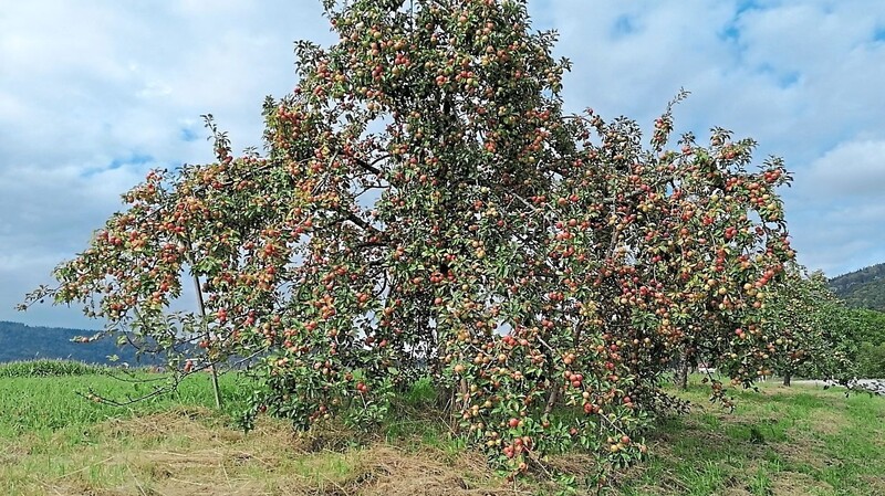 Nicht alle Apfelbäume im Lallinger Winkel tragen so reichlich wie dieser, hier drohen schon Äste unter der Last der Äpfel zu brechen.