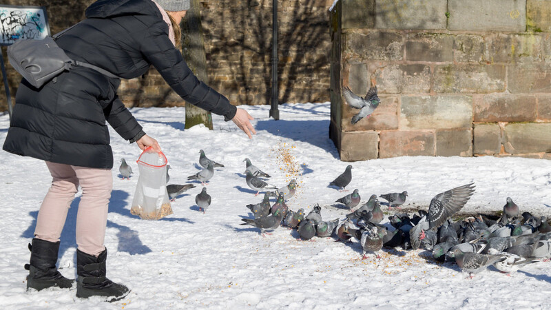 Claudia Schneider ist eine der zehn Ehrenamtlichen, die die Nürnberger Tauben einmal täglich mit Körnerfutter versorgen dürfen.