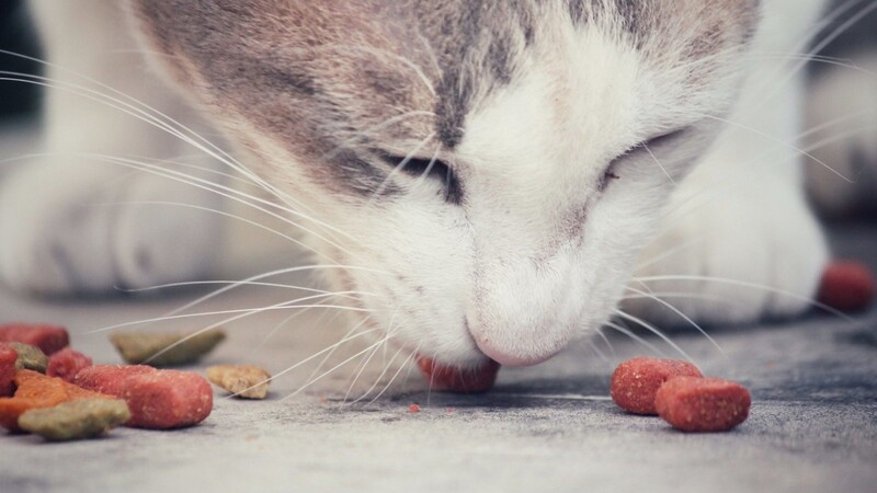 Darf man die Katze füttern? Das kommt auf einige unterschiedliche Gegebenheiten an.