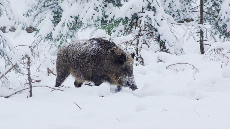 Wildschweine - wie hier im Bayerischen Wald - sinken mit den kurzen Beinen schnell im Schnee ein.
