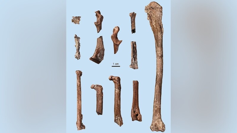 Diese Knochen des Schlangenhalsvogels wurden in der Hammerschmiede gefunden.