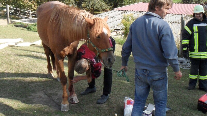 Glückliches Ende eines ungeschickten Ausbruchs: Eine Tierärztin kümmert sich um das Pferd.