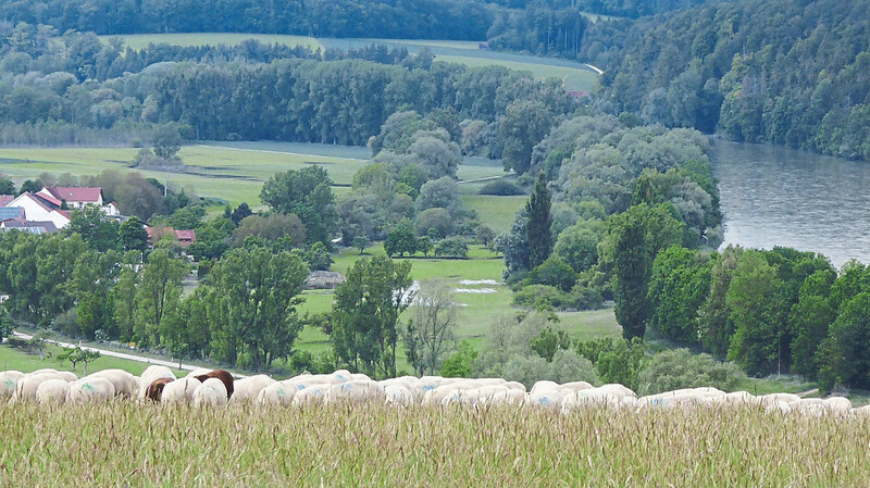 Blick vom Galget ins Donautal. Im Vordergrund eine weidende Schafherde.