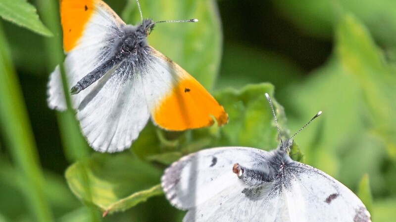 Das Männchen werben mit Hilfe ihrer leuchtend orangen Flügelzeichnung um die weißen Weibchen.