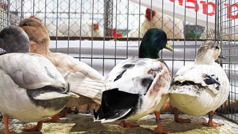 Hühner, Tauben, Enten: Diese schönen Rassetiere warteten in ihren Käfigen in den Ausstellungshallen auf ihre neuen Besitzer.