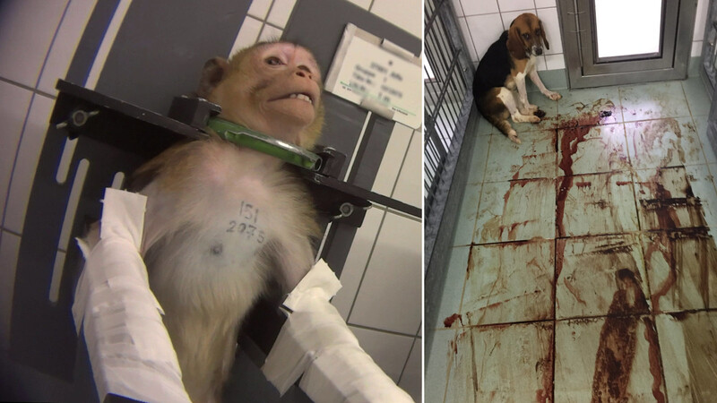 Bild aus der Undercover-Recherche: gefesselte Affen und blutende Hunde im LPT.
