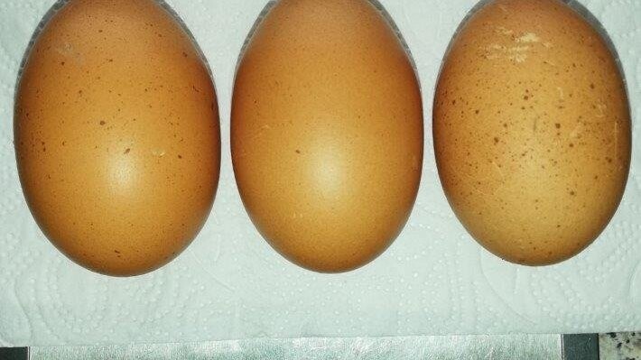 Die Waage zeigt 298 Gramm für die drei Eier von Marans-Hühnern an. Damit wiegt eines fast doppelt so viel wie ein normales Hühnerei.