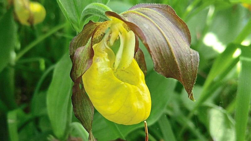 Auch die Wilde Frauenschuh-Orchidee braucht Schutz.