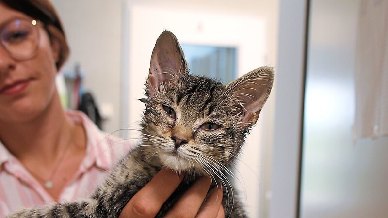 Verklebte Augen, Katzenschnupfen und Darmparasiten - darunter leiden die meisten Kätzchen, die ins Tierheim kommen anfangs.