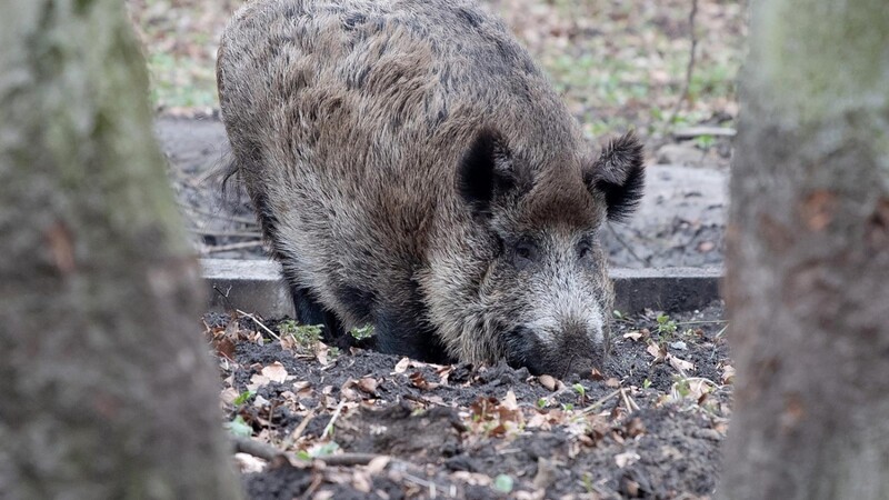 Wildschweine wühlen mit Vorliebe im Boden. Gerade die Tiere im Lamer Winkel weisen oft noch eine hohe radioaktive Belastung auf.