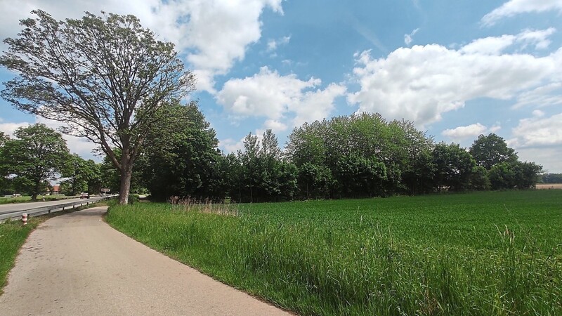 Direkt an der ehemaligen B 11 - gegenüber der Stalag-Gedenkstätte - liegt das städtische Grundstück, auf dem Grünen-Stadträtin Evelin Altenbeck gerne einen Naturfriedhof oder Trauerwald sehen würde.