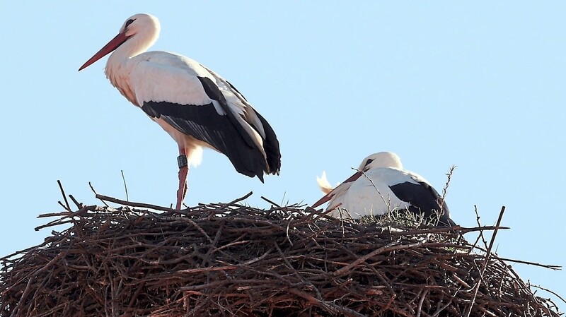 Das Storchenpaar sonnte sich am Samstagnachmittag im Nest.