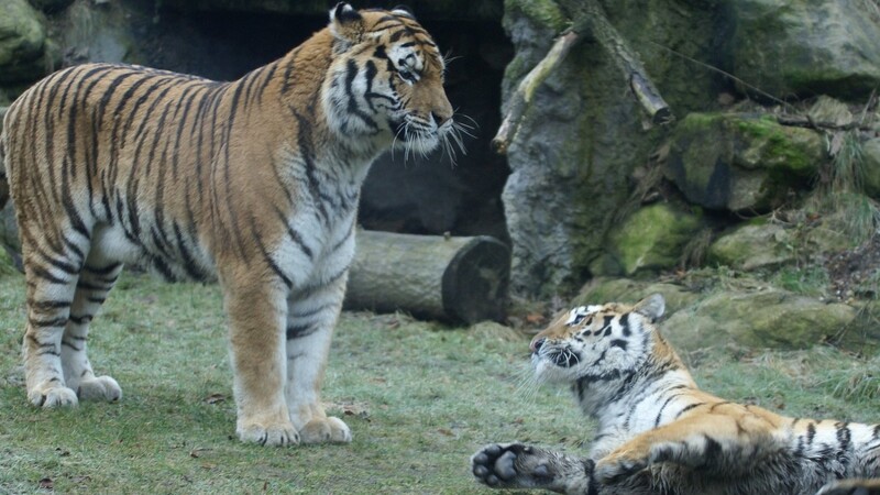 Die "Sibirische Tigerhochzeit" zwischen Suna und Claudius im Straubinger Tiergarten verlief erfolgreich. Foto: pm