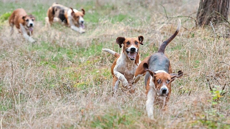 Wenn Hunde ihrem Jagdtrieb folgen, kann es für Rehe tödlich enden.