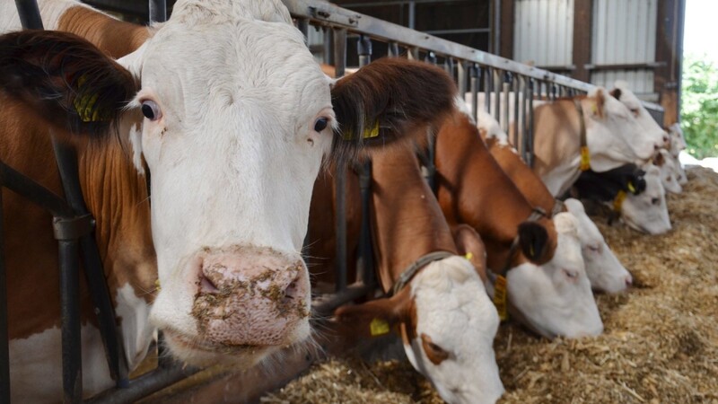 Verquere Milchwirtschaft: Bauern werden für die Überproduktion im Zeitraum von April 2014 bis Ende März 2015 zur Kasse gebeten.