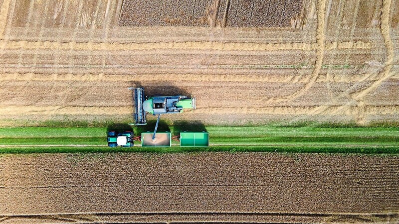 Eine Erntemaschine für Getreide entleert ihre Ladung in einen Anhänger - bei vielen Getreidebauern ist die Ernte dieses Jahr schlechter ausgefallen.