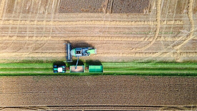 Eine Erntemaschine für Getreide entleert ihre Ladung in einen Anhänger - bei vielen Getreidebauern ist die Ernte dieses Jahr schlechter ausgefallen.