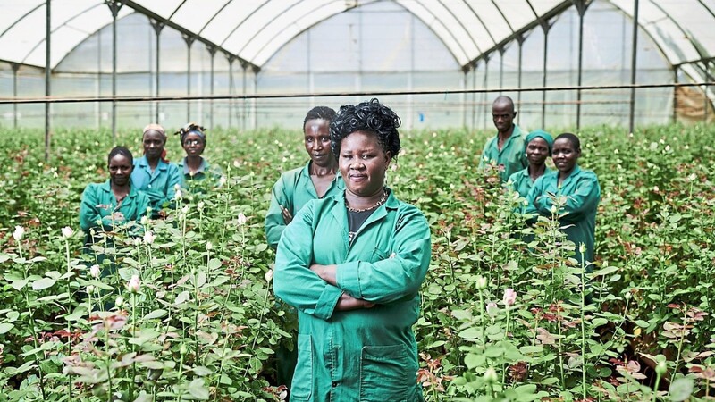 Auf Rosenfarmen in Kenia arbeiten zum größten Teil Frauen. Agnes Chebii (vorne) leitet das Gender-Komitee der Farm Ravine Roses.