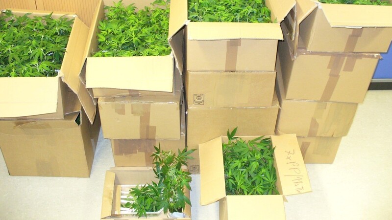 Insgesamt 14 Kartons vollgepackt mit Marihuanapflanzen wollte der 46-Jährige in die Schweiz transportieren.