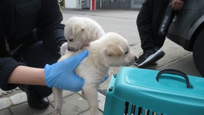 Die Polizei hat zwei Hundewelpen nahe Hunderdorf beschlagnahmt.