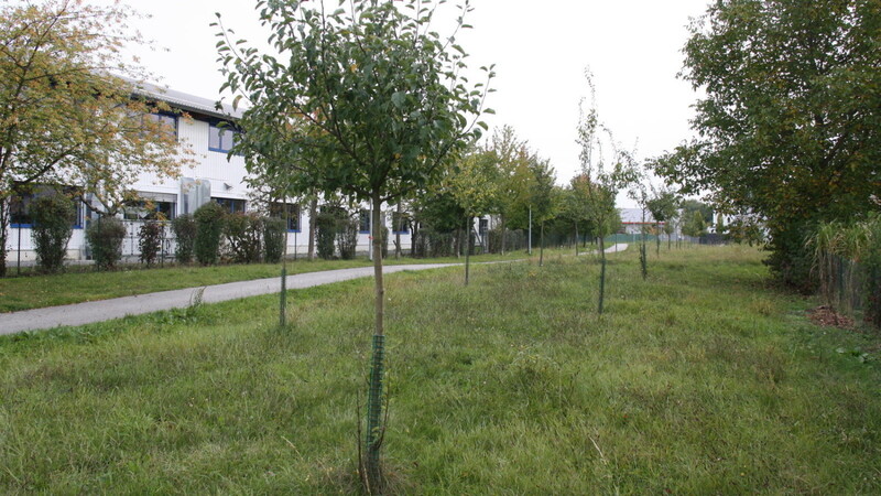 Am Sachsenring beim Radweg nach Ittling Nähe Kinderspielplatz Zaunkönigweg stehen 56 junge Obstbäume, die in einigen Jahren viel Obst tragen werden.