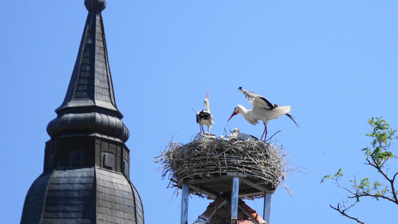 Storche fühlen sich in Bayern wohl. Auch in Straubing nistete im Frühjahr ein Paar mit drei Jungen.