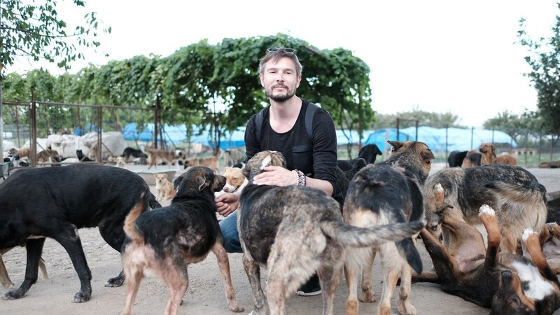 Martin Skalsky  unter rumänischen Straßenhunden