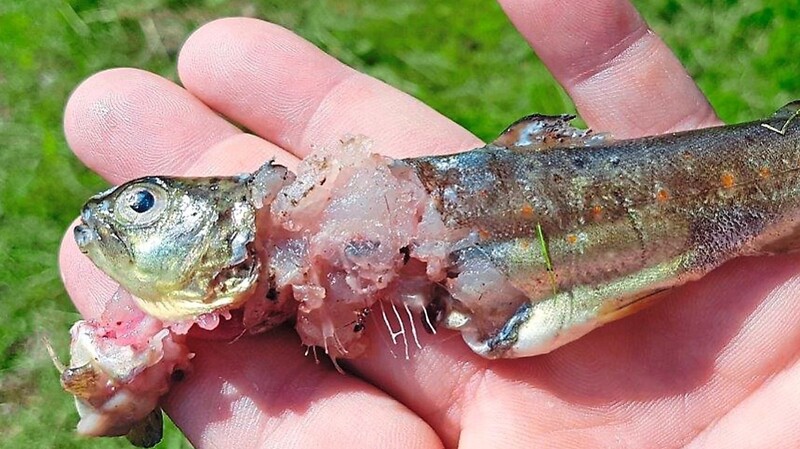 Eine Bachforelle mit einem Fischotter-Biss: In Teichbetrieben findet der Fischotter eine paradiesische Futterquelle.