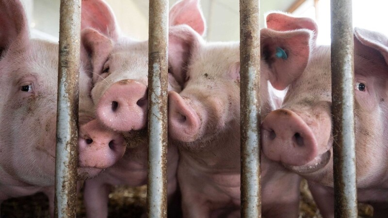 Schweine stehen in einem Schweinestall. Die Ampel-Koalition ringt seit Wochen um eine Finanzierung für den geplanten Umbau der Tierhaltung hin zu höheren Standards.